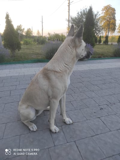 A light-colored dog with large ears sits on a paved patio in front of a grassy area with lavender bushes and trees. The dog is looking to the right of the frame. The scene is outdoors during the day, with a slightly overcast sky. The image is a photograph captured by a Redmi Note 9 Pro with an AI Quad Camera. The timestamp "REDMI NOTE 9 PRO AI QUAD CAMERA" is visible in the bottom left corner of the image. The specific location in Hirnyk, Ukraine, is not discernible from the visual information provided in the image.