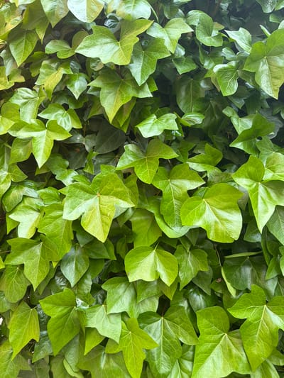 A dense wall of green ivy, filling the frame, the leaves overlapping and obscuring any background. The leaves are various shades of green, with some showing a lighter, brighter green, and others a darker, more muted tone. The leaves are textured with visible veins. The image captures a section of plant life; the context of Azuqueca de Henares, Spain, is not visually discernible in the image.
