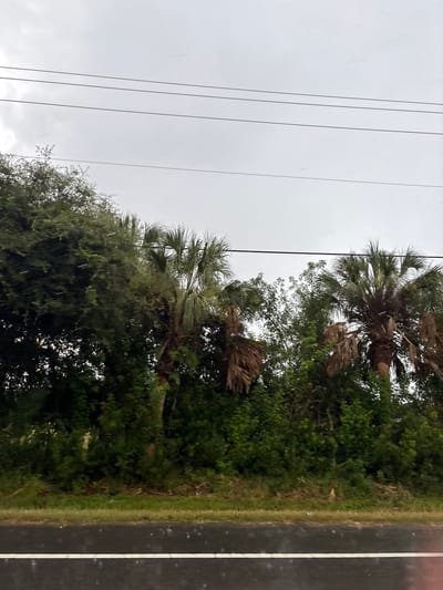 The image shows a cloudy sky with power lines running horizontally across the upper portion. Below the power lines is a dense line of green trees and palm trees, with some of the palm fronds appearing brown and dry. The foliage creates a lush, natural border. In the foreground, a wet, dark asphalt road is visible with a white line running across it. The road surface appears reflective, suggesting recent rain. The overall scene depicts an outdoor environment, possibly a roadside in Bradenton, United States, under overcast conditions.