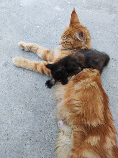 An adult ginger cat is lying on its back on a paved surface, with a black and brown kitten sleeping on its chest. The adult cat's eyes are closed, and its mouth is slightly open. Its paws are spread out. The kitten is nestled between the adult cat's legs. The surface appears to be concrete or asphalt, typical of an outdoor urban environment such as a street or courtyard in Sovet, Kyrgyzstan. The lighting suggests it is daytime.