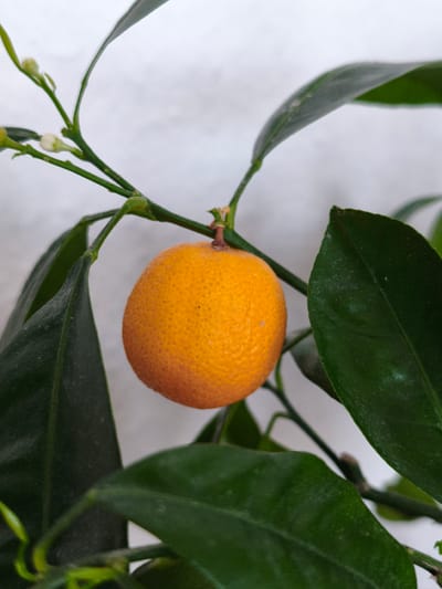 A close-up, eye-level shot shows a single, ripe calamansi fruit hanging from a branch with dark green leaves. The fruit is small, round, and orange-yellow, with a textured rind. Some small white blossoms are visible on a thin stem to the left of the fruit. The background is a soft, out-of-focus light gray. The scene appears to be from a home garden or a potted plant, possibly on a balcony or windowsill, in Kerpen, Germany. There are no people or animals present. The lighting is soft and diffused, suggesting an overcast day or indoor lighting. The overall impression is one of natural growth and ripening.