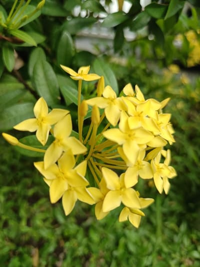 A close-up, high-angle view depicts a dense cluster of bright yellow flowers, likely from the *Ixora* genus, in various stages of bloom and bud. Each individual flower features four distinct, elongated petals. Several unopened yellow flower buds are also visible, interspersed among the fully open blossoms. The flowers are supported by slender, yellow-green stems. Behind and around the floral cluster, the plant's dark green, ovate leaves are clearly visible. The background is an indistinct, heavily blurred mosaic of green foliage and shadowed areas, typical of an outdoor garden or natural setting. There are no discernible architectural features, specific landmarks, or individuals present. The precise location within Ouderkerk aan de Amstel, Netherlands, cannot be determined from the visual information provided.