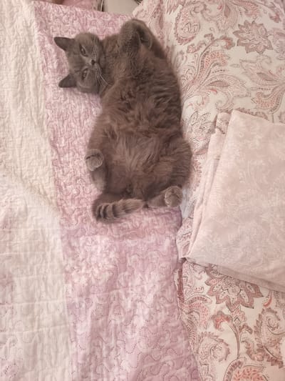 A fluffy grey cat is lying on its back on a bed with pink and white patterned bedding. The cat's eyes are open and it is looking at the camera. Its paws are in the air, and its belly is exposed. The bedding features a quilted pink pattern on the left side and a paisley print on the right side. The scene is indoors, likely in a bedroom in Xàtiva, Spain.