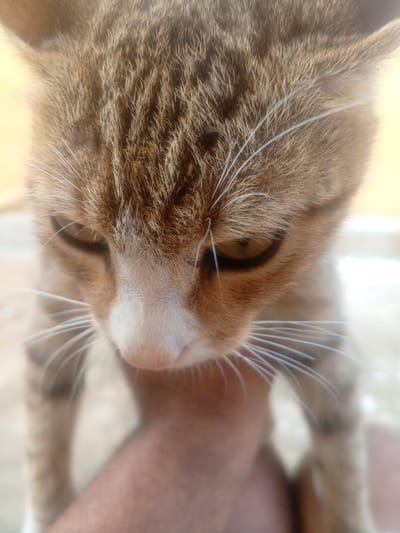 A close-up, head-on, slightly downward-angled shot focuses on the face of a tabby cat, with a blurry human hand visible in the lower portion of the frame. The cat's fur is a mix of brown, black, and white stripes, with prominent white whiskers extending from its muzzle. The cat's eyes are partially closed, with visible pupils. The background is out of focus and appears to be a light-colored, outdoor environment. No specific landmarks are visible to pinpoint the location within Katambe, Nigeria.