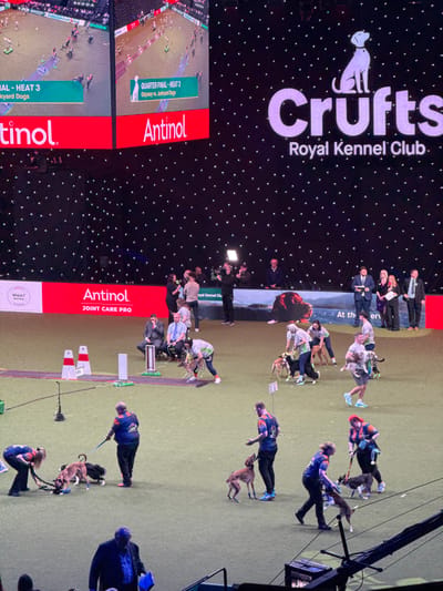 The image depicts an indoor dog agility or racing event at the National Exhibition Centre (NEC) in the Metropolitan Borough of Solihull, United Kingdom, specifically during a Crufts Royal Kennel Club competition.
The scene is set on a large, illuminated green artificial turf arena floor. In the background, a large black wall with numerous small white lights resembles a starfield. Three prominent video screens display event information: the leftmost screen indicates "QUARTER FINAL - HEAT 3" involving "Backyard Dogs," while the adjacent screen shows "QUARTER FINAL - HEAT 3: Odyssey vs. Junkyard Dogs." Both screens feature "Antinol" sponsorship. The largest screen on the right prominently displays the "Crufts Royal Kennel Club" logo, featuring a white dog silhouette. A red banner below the screens reads "Antinol JOINT CARE PRO."
On the arena floor, approximately 25 individuals and 15-20 dogs are present. Near the left, two orange and white cones mark a starting gate for a dog course, with a green mat and white rectangular markers. One handler, wearing a light-colored top and dark pants, crouches with a sighthound-type dog, positioned to release it. Other handlers, some wearing blue and orange branded shirts, are actively walking, carrying, or preparing their dogs, which vary in breed from sighthounds to smaller terrier-type dogs.
Along the far edge of the turf, a group of approximately ten individuals, some in suits, stand observing the event; one person holds a silver-colored trophy. Nearby, media personnel operate cameras and a light panel on tripods. In the lower right foreground, a large camera crane arm is visible.