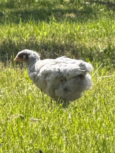 A young, fluffy gray chicken stands in a grassy field. The chicken is facing left, with its head turned slightly towards the viewer. Its eyes are dark and beady, and its beak is a pale orange. The chicken's body is covered in soft, downy feathers. The field is covered in tall, green grass, with some patches of dry leaves scattered throughout. The background is a blur of green and brown, suggesting trees or bushes. The overall impression is one of a peaceful rural scene. The image is taken in Korchivka, Ukraine.