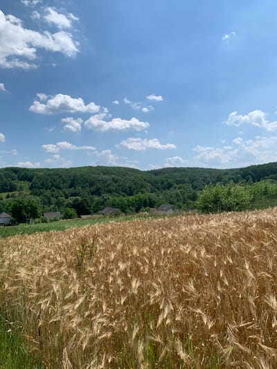 A wide, low-angle shot depicts a sunlit wheat field in the foreground, with ripe stalks casting long shadows across the golden expanse. Behind the field, a dense forest covers rolling hills under a bright blue sky dotted with white, fluffy clouds. A few scattered houses with dark roofs are visible nestled among the trees on the lower slopes of the hills. The scene is devoid of people or animals. The image appears to be a landscape photograph taken on a clear day, capturing a rural setting in or near Zamostia, Ukraine.