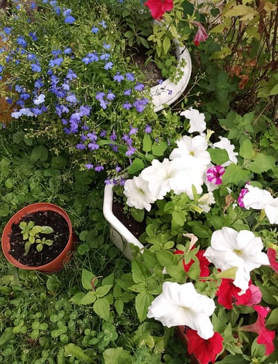 The image shows a collection of potted plants and flowers in an outdoor setting, likely a garden. The main subjects are various flowers, including a dense cluster of small blue lobelia flowers in a large white planter. There are also several large white petunias and some red and pink petunias in a separate white planter. In the foreground, a small terracotta pot contains a young green plant. The ground is covered in lush green grass and clover. The scene appears to be a vibrant and well-maintained garden area. There are no people visible, and the image focuses solely on the flora. The lighting suggests it is daytime, and the greenery indicates a temperate climate, possibly spring or summer. The location context is Hamarnia, Ukraine.