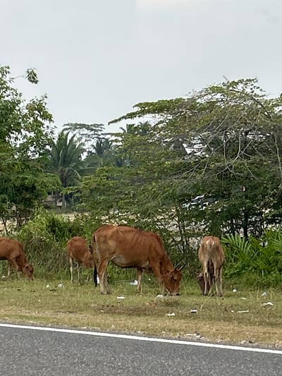 The image depicts a roadside scene in Glokaron, Indonesia, featuring four cows grazing on a patch of grass. The cows are brown in color, with one of them partially obscured by vegetation. In the background, a dense line of trees and palm trees creates a natural barrier, with a hint of what appears to be a building or structure visible through the foliage. The sky above is overcast. The foreground shows a portion of an asphalt road.