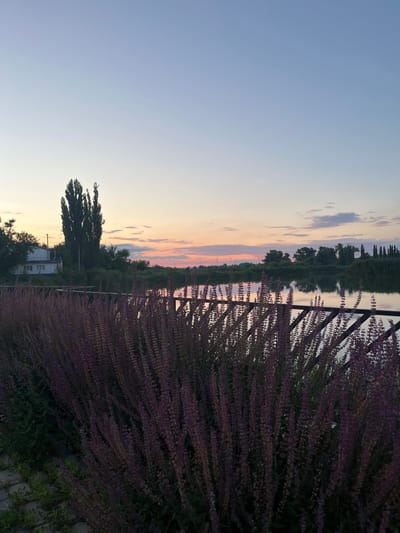 The image depicts a serene waterscape at dusk, likely in Kotovo, Russia, given the prompt. In the foreground, a dense cluster of tall, purple flowering plants with thin stalks dominates the lower portion of the frame, partially obscuring a dark metal railing. Beyond the railing, a calm body of water reflects the soft hues of the twilight sky. The sky itself transitions from a pale blue at the top to warm shades of pink and orange near the horizon, where scattered clouds are visible. A line of dark green trees and foliage borders the far bank of the water, with a few buildings and structures interspersed amongst them. Notably, a tall, slender, dark tree stands prominently on the left side of the frame, near a white building with a blue stripe. The overall impression is one of tranquility and natural beauty in the late evening.