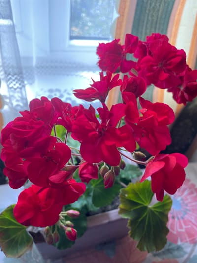 This is a close-up, top-down view of a cluster of vibrant red geranium flowers. The flowers are in full bloom, with many delicate petals. Several buds are also visible, hinting at more blooms to come. The background consists of a window with sheer white curtains, partially obscuring the view of what appears to be a bright, possibly sunny day outside. Behind the flowers and to the right, there are hints of a patterned fabric or wallpaper, with shades of pink and blue. The scene is likely indoors, near a window, with the geraniums providing a splash of bright color against the softer tones of the curtains and background. There are no people or text visible in the image. The overall impression is one of natural beauty and home decor.