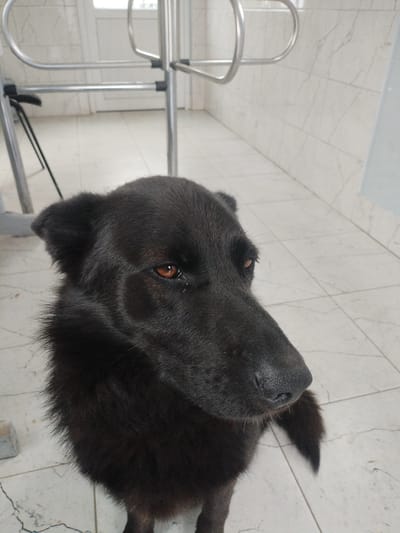 A medium-shot image shows a black dog with a long snout and amber eyes sitting on a tiled floor. The dog is looking to its right, with its ears perked. In the background, there is a metal walker, a white door, and white tiled walls. The lighting is bright and evenly distributed. The scene appears to be indoors, possibly in a medical facility or assisted living environment, given the presence of the walker and tiled walls. The dog's fur is thick and appears somewhat unkempt.