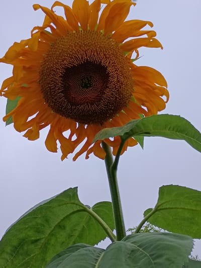 An extreme low-angle, full-shot photograph captures a single, large sunflower against a pale, overcast sky. The sunflower's large, dark brown and yellow-gold head dominates the upper portion of the frame, with its vibrant orange-yellow petals slightly wilted and curling downwards. The central disc is composed of numerous small, brown florets arranged in a spiral pattern. Two large, green, serrated leaves emerge from the thick, green stalk, positioned below the flower head and extending outwards. The stalk is textured and appears sturdy. The background is a plain, light gray sky with no discernible features, suggesting an outdoor setting. There are no people, animals, or man-made structures visible in the image. The composition focuses solely on the botanical subject. This image was taken in Lawrenceburg, United States.