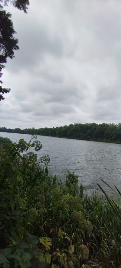 The image depicts a wide, calm river flowing through a lush green landscape under a cloudy sky. The foreground is dominated by dense vegetation, including tall grasses and leafy plants, with a large tree branch visible in the upper left corner. The river stretches towards the horizon, where it is bordered by a thick line of trees forming a dark green barrier against the sky. The water's surface is rippled, suggesting a gentle current or breeze. The overall atmosphere is serene and natural, indicative of a rural or park-like setting. There are no people or man-made structures visible in the frame, suggesting a natural environment within or near Лунненскі сельскі Савет, Belarus.