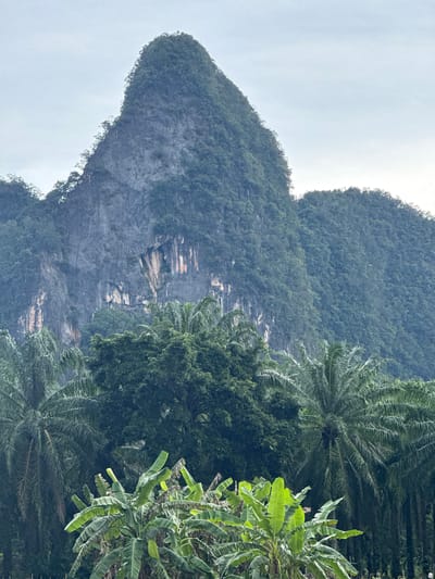 This image captures a majestic limestone karst mountain, characteristic of the Ao Luek district in Krabi Province, Thailand. The mountain's steep, weathered face is partially covered in lush green vegetation, with visible rock formations and streaks of lighter colored mineral deposits. In the foreground, a dense tropical forest thrives, featuring prominent palm trees with their feathery fronds and vibrant green banana plants, their large leaves creating a dense canopy. The sky above is overcast, with a soft, diffused light illuminating the scene. The overall impression is one of natural grandeur and the rich biodiversity of the region.
