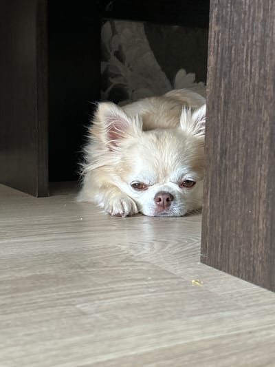 The image shows a chihuahua dog lying on a light-colored wooden floor, partially obscured by dark wooden furniture. The dog is facing forward, with its head resting on its paws and its eyes looking directly at the camera. Its fur is light cream colored and fluffy. The background is dark, suggesting the dog is in a dimly lit area. A small yellow object is visible on the floor to the right of the dog. The scene appears to be indoors, likely in a home, though no specific location in Usol'e, Russia can be determined from the image.