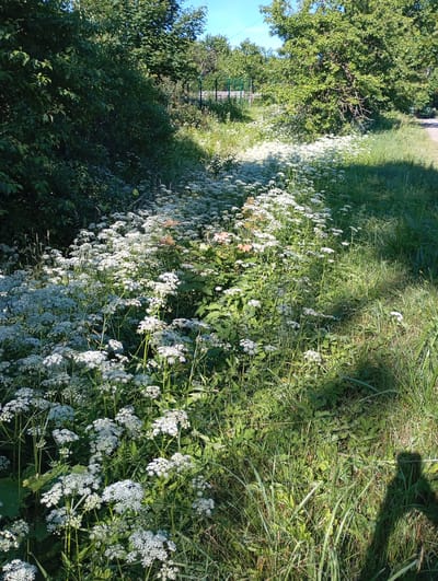 This image depicts a natural scene in Retyun, Russia, characterized by a dense growth of white wildflowers, primarily resembling Queen Anne's lace, blanketing a sun-dappled area. The wildflowers are interspersed with green foliage and tall grasses. In the background, mature trees with lush green leaves line the scene, with a hint of a wooden fence and possibly a path visible further back. The lighting suggests a sunny day, with shadows cast across the grassy areas, including the distinct silhouette of a person's shadow on the right side of the frame. The overall impression is one of a verdant, untamed natural setting within a rural or semi-rural environment.