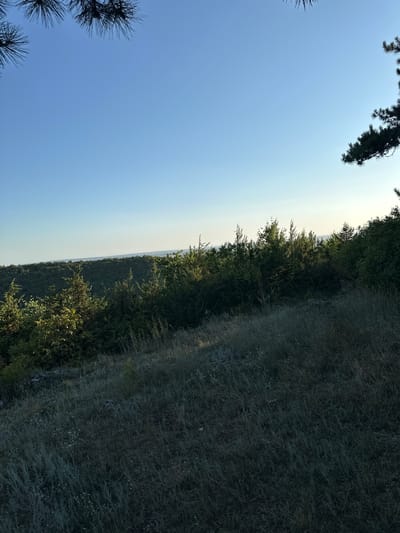 An outdoor, daytime, horizontal, eye-level, full shot captures a natural landscape scene bathed in the soft light of what appears to be early morning or late afternoon. The foreground is dominated by a grassy slope covered in dry, golden-brown vegetation. The middle ground features a dense forest of various green trees, with some smaller evergreens scattered throughout. Beyond the forest, a distant, hazy horizon line is visible, suggesting a body of water or a plain under a clear, pale blue sky. Pine branches with dark needles frame the top left and top right corners of the image, partially obscuring the sky. The overall impression is one of a serene, untouched natural environment. The image is devoid of any human presence, structures, or obvious signs of human activity. The location is identified as the city of Malozalissia, Ukraine.