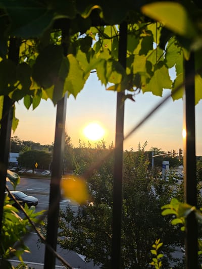 This is a photograph of a sunset viewed through a fence with green leaves in the foreground. The sun is a bright orb in the sky, casting a warm glow over the scene. In the background, there is a street with cars driving on it, and trees lining the sides of the road. A sign for a business can be seen on the right side of the image. The image was taken in Marietta, United States. The time of day is sunset, indicated by the position of the sun and the warm lighting. There are no people clearly visible in the image. The overall impression is one of a serene and peaceful evening in a suburban setting.