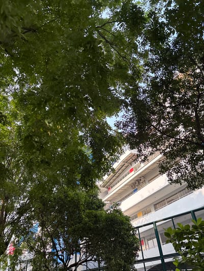 The image depicts a view upwards towards a multi-story white building with balconies, framed by lush green trees. The building appears to be a school or educational institution, as suggested by the presence of colorful panels on some of the windows (red, yellow, and blue). The trees are dense with leaves, casting shadows and dappling the sunlight. A green metal fence is visible in the foreground, partially obscured by foliage. The sky is a clear, light blue. The scene suggests an outdoor setting in a built-up area, possibly a schoolyard or a park adjacent to a building. The location is identified as Pakulonan Barat, Indonesia. No people are visible in the image.
