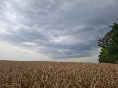 The image depicts a vast, golden wheat field under a cloudy sky. The wheat stalks are mature and appear ready for harvest, stretching as far as the horizon. On the right side of the frame, a dense line of green trees borders the field. The sky is filled with a dramatic array of gray clouds, suggesting an overcast day, possibly with impending rain. There are no people or structures visible in the immediate vicinity of the field. The scene is one of natural agricultural landscape. This scene is located in Topaly, Ukraine.