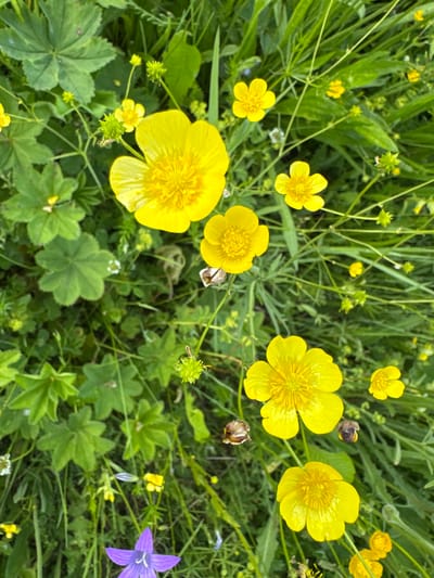 The image is a close-up, high-angle shot of a meadow in Луптюг, Russia, teeming with wildflowers. The dominant flora are vibrant yellow buttercups, with several prominent blooms scattered across the frame. Interspersed among the buttercups are green leaves and blades of grass, along with a few smaller white flowers and buds. In the lower left quadrant, a single striking purple bellflower stands out against the green and yellow. The background consists of a dense field of green foliage, suggesting a natural, untamed environment. No people or animals are visible in the scene.