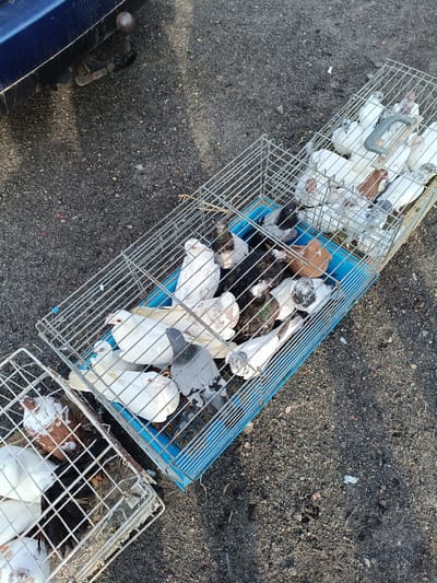 The image depicts two wire cages filled with pigeons, placed on a gravelly surface next to a blue vehicle's bumper with a tow hitch. The cages are made of metal wire with blue plastic bases. One cage, positioned in the foreground and slightly to the left, contains pigeons of various colors, including white, brown and white, and black. The second, larger cage, to the right and behind the first, also holds numerous pigeons in white, grey, brown, and black plumage. Some pigeons are visible in profile, while others are seen from above. The overall environment suggests an outdoor setting, possibly a market or roadside location. The presence of a tow hitch on the vehicle indicates it might have been used for transport. The ground is covered with a mixture of small stones, dirt, and some scattered organic debris like dried grass. The image provides a clear, high-angle view of the pigeons in their enclosures.