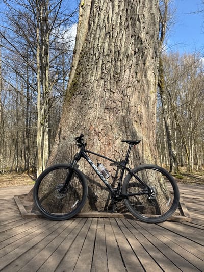A black Trek mountain bike lies on its side on a wooden boardwalk in what appears to be a park or forest setting. The bike leans against the base of a large tree with deeply textured bark. The boardwalk consists of wooden planks and runs along the edge of the tree. Behind the tree, there is a dense area of trees with bare branches, suggesting it is either late fall or early spring. The sky visible through the branches is a light blue with a few wispy clouds. The overall scene suggests a calm, natural environment. The location is Шарашэўскі сельскі Савет, Belarus.