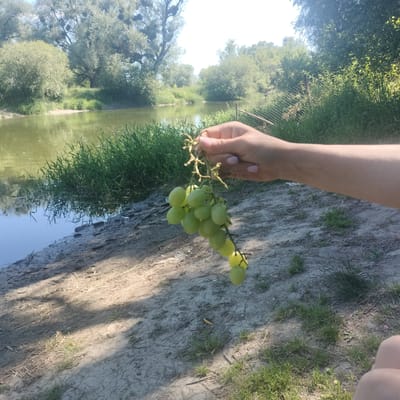 In Sheptytskyi, Ukraine, on a sunny day, a person's hand holds a bunch of green grapes near the shore of a calm body of water. The water reflects the surrounding lush green trees and vegetation. The ground is sandy and dry, with sparse grass growing in patches. A wire fence can be seen in the background, partially obscured by dense foliage. The overall scene depicts a peaceful outdoor setting with natural elements.
