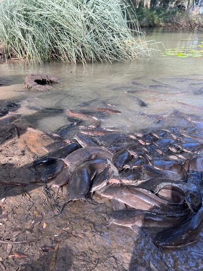 The image displays a dense aggregation of catfish in a shallow, murky body of water near a muddy bank in Givat HaShlosha, Israel. Hundreds of catfish, varying in size, are tightly packed together, extending from the water's edge into the visible portion of the stream or pond. Many fish are partially out of the water, resting on the brown, damp earth of the bank, while others are submerged in the turbid water. Characteristic catfish whiskers are clearly visible on numerous individuals. In the background, across the water, lush green, tall reed-like vegetation grows along the bank. A dark, weathered tree stump with a hollowed center is present in the water near the vegetation on the left side of the frame. Sunlight illuminates the scene, creating reflections on the water's surface. No human presence is discernible.