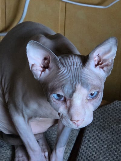 A close-up, high-angle shot shows a hairless cat with wrinkled skin and bright blue eyes. The cat is positioned on a textured surface, possibly a chair or couch, with a wooden wall in the background. A white cord or pipe runs across the top of the frame. The cat's ears are large and prominent, and its skin has a pinkish-gray hue with darker gray markings on its face and body. The lighting is dim, casting shadows and highlighting the cat's facial wrinkles and the texture of its skin. The cat appears to be looking directly at the camera.