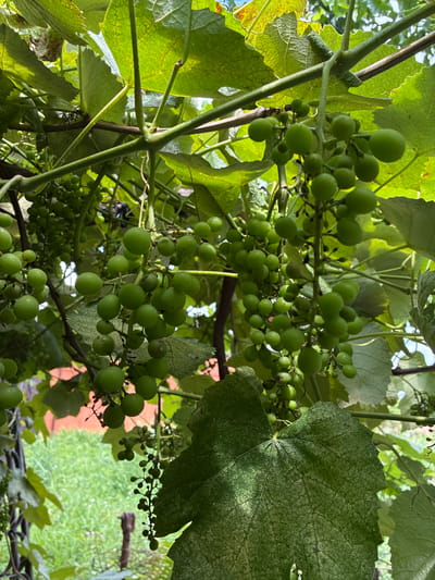 The image shows a close-up of unripe green grapes growing on a vine. The grapes are small and round, and they are clustered together in bunches. The vine is covered in large green leaves, some of which are partially obscured by sunlight. In the background, a blurry green grassy area with some white flowers is visible, along with a wooden post. The image appears to be taken outdoors, possibly in a garden or vineyard. The scene does not contain any people or specific identifying landmarks for Chernoyarskaya, Russia.