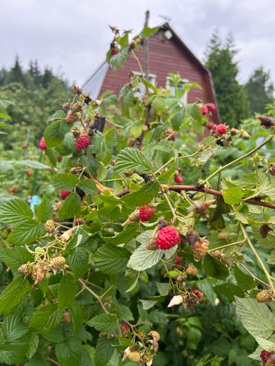 In the foreground, a raspberry bush is laden with ripe and unripe berries. The leaves are a vibrant green, some appearing wet, suggesting recent rain. Several bright red raspberries are visible, along with clusters of unripe, greenish-yellow berries. In the background, a red wooden house with a silver roof is partially obscured by the foliage. Trees and a grey, overcast sky complete the scene in the rural setting of Вишенка Снт, Russia.