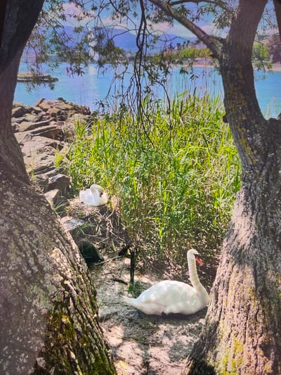 This image captures a serene natural scene, likely near the banks of the Begej River in Zrenjanin, Serbia. Two white swans are the focal point. One swan is resting in the foreground, its elegant white plumage stark against the sandy bank and the rough bark of a large tree. Its long, gracefully curved neck is visible, and its beak is a distinct orange-pink. Behind it, a second swan is nestled in a clump of dry vegetation, partially obscured by reeds. The background reveals a body of water with a rocky shoreline and distant green vegetation, possibly the opposite bank of the river. The overall impression is one of tranquility and natural beauty, framed by the textured trunks and branches of two large trees in the foreground.