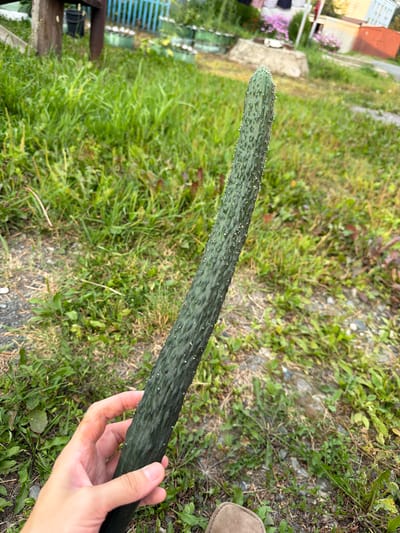 A person's hand is holding a long, dark green cucumber covered in small white bumps, outdoors. The cucumber is positioned vertically in the center of the frame, with the hand holding it from the bottom left. The background consists of overgrown green grass and some dry weeds, with a gravelly path visible beneath the grass. In the further background, there are glimpses of a wooden structure, a blue fence, and some buildings, suggesting a rural or suburban setting. The lighting appears to be natural daylight. The location is identified as Vikulovo, Russia.