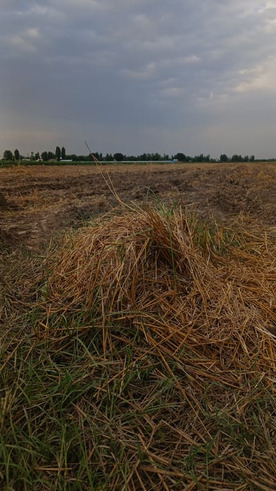 A low-angle, full shot captures a pile of dried straw and green grass in the foreground. The straw is a light brown and yellow color, with individual stalks visible. Green grass is interspersed throughout the straw. The background consists of a field of tilled earth, with rows and furrows clearly visible. Further in the distance, a line of trees marks the horizon, separating the field from a cloudy, gray sky. The scene appears to be in an agricultural area, possibly on the outskirts of Saidaul, Uzbekistan, given the vegetation and the appearance of the land. There are no people or animals visible in the image.