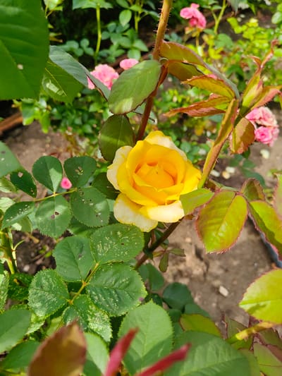 In Starosemeikino, Russia, a close-up shot focuses on a vibrant yellow rose in bloom. The rose, positioned in the center-right of the frame, displays delicate petals with a lighter, almost white edge. Surrounding the rose are lush green leaves, some showing signs of minor damage with small holes and light speckling. A thorny stem is visible, contributing to the natural, unmanicured aesthetic of a garden. In the background, several soft pink roses are out of focus, suggesting a rose bush or garden setting. The ground beneath appears to be soil. The lighting indicates it is daytime, likely outdoors.