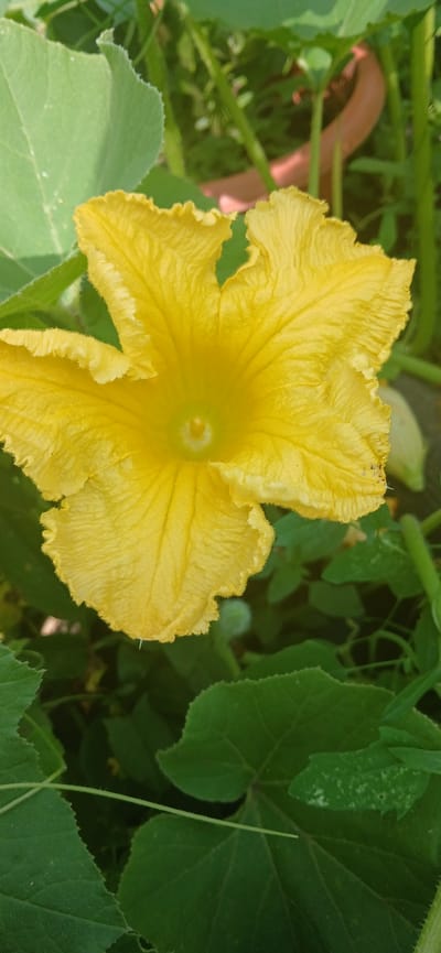 A close-up, vertical shot focuses on a vibrant yellow flower, likely a squash or pumpkin blossom, set against a backdrop of lush green foliage. The flower's petals are intricately textured with delicate veins and ruffled edges, unfurling to reveal a light green center. The surrounding leaves are large and broad, some catching the sunlight. The overall impression is one of a thriving plant in a natural setting. The image does not provide any contextual information about the city of Arkadak, Russia.
