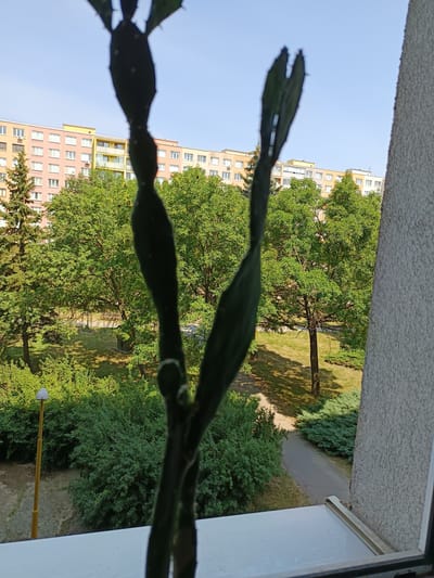 A close-up shot frames a dark, out-of-focus succulent plant in the foreground, its silhouette stark against a bright, sunny day. Beyond the plant, a lush green park stretches out, dotted with mature trees and manicured bushes. A paved pathway winds through the greenery, hinting at a park setting. In the background, a colorful apartment building, painted in shades of pink, orange, and yellow, stands tall against a clear blue sky. The building's numerous windows and balconies suggest an urban residential area. The overall scene depicts a peaceful, everyday view from a window, likely in an apartment complex located in Košice, Slovakia, given the architectural style of the building and the presence of greenery. The bright sunlight indicates it is daytime, likely late morning or early afternoon, with pleasant weather. No people or specific events are visible, creating a serene and quiet atmosphere. The texture of the building to the right of the frame is rough and pebbled, contrasting with the smooth surfaces and organic shapes of the plants and sky.