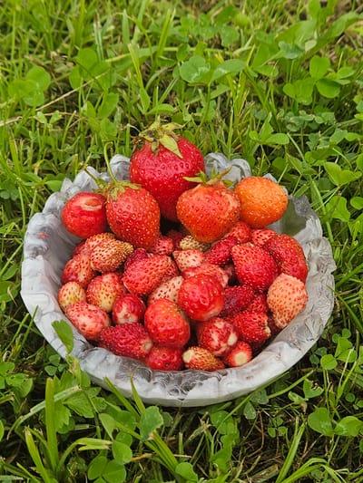A bowl of strawberries is placed in the grass. The strawberries are of various sizes and colors, ranging from bright red to pale pink. Some of the strawberries are whole, while others are cut in half. The bowl appears to be made of clear plastic or glass with a decorative edge. The background consists of green grass and clover. The location is identified as Kurovo, Russia.