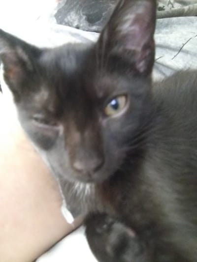 A close-up, blurry, portrait-style photo shows a black cat winking with its left eye. The cat's right eye is open, revealing a yellow iris. The cat's nose is dark, and there is a patch of white fur on its chest. The cat is on a light-colored surface, possibly a blanket or bedsheet. Part of a person's arm or hand is visible on the left side of the image, appearing pale. The background is out of focus and appears to be a textured, light-colored fabric. The photo was taken in the city of Felechosa, Spain.