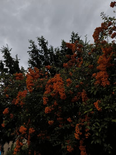 A low-angle photograph taken in Oława, Poland, captures dense vegetation under an overcast sky. The dominant subject is a shrub or small tree, heavily laden with clusters of spherical, bright orange berries and dark green leaves, occupying the midground and foreground. Behind this, the dark green, needle-like foliage of coniferous trees is visible. The upper third of the frame consists of a uniformly grey, cloudy sky. A minimal section of a light-colored building wall is discernible in the extreme bottom-left corner. No individuals or actions are depicted. The scene is illuminated by diffused, ambient light.