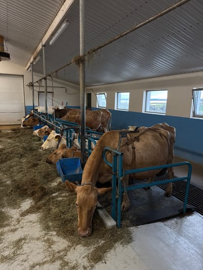 This media file captures the interior of a modern barn or cowshed, presented with a 90-degree clockwise rotation. The primary subjects are several dairy cows, mostly light brown or tan in color, with some exhibiting white patches. They are housed in individual stalls constructed from blue metal piping, arranged in a row.

The cows are actively engaged in eating hay, which is spread out on the concrete floor in front of their stalls. Each cow has a blue feeder or trough positioned before it. One cow in the foreground has a harness-like device on its back, possibly related to milking or monitoring.

The barn environment is well-lit, with natural daylight streaming through multiple rectangular windows on the far wall. This indicates it is daytime. The ceiling and upper wall sections feature corrugated metal paneling and several fluorescent light fixtures. Grey metal pipes and some ventilation equipment are visible overhead. A striking blue-painted section of the wall runs horizontally near the ceiling, providing a color contrast to the otherwise light beige walls. The floor is predominantly concrete, partially covered by the hay. A large, white, horizontally-paneled door or gate can be seen in the background on the left side of the image. The scene suggests a clean and organized farming operation in Reykjahlíð, Iceland. No discernible text is visible in the image.