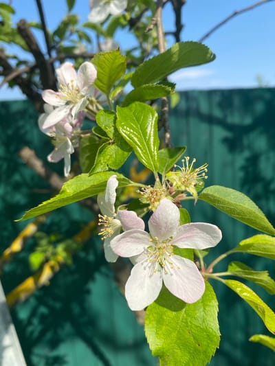 The image shows a close-up of flowering apple blossoms on a branch. The flowers are mostly white with a slight pink hue, and the leaves are bright green. The background is a combination of blue sky and a green surface, possibly a wall or fence, with shadows cast upon it. The scene appears to be outdoors, likely in a garden or orchard. The presence of apple blossoms indicates the season is likely spring. There are no people visible in the frame. The image provides no indication of being specifically located in the city of Oblivskaya, Russia.