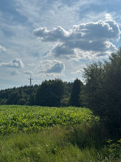 The image depicts a rural landscape with a field of young corn plants in the foreground. The cornfield stretches across the middle ground of the image, appearing lush and green under a bright, partly cloudy sky. Behind the cornfield, a dense line of trees forms a dark green backdrop, suggesting a forest or a wooded area. Power lines and utility poles are visible traversing the sky and the edge of the treeline, indicating the presence of infrastructure. The sky is a vibrant blue with scattered, fluffy white clouds, characteristic of a sunny day. The overall impression is one of a serene, agricultural setting in a natural environment.
