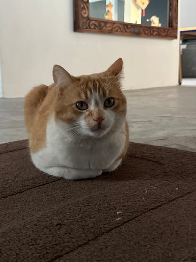 An orange and white cat sits with its paws tucked, resembling a loaf, on a brown textured surface. The cat is turned towards the viewer, looking upwards with green eyes. Behind the cat, the background is a light cream wall. A decorative framed mirror is visible in the lower right corner, showing a partial reflection of the surrounding room. The camera angle looks down at the cat and the background is slightly out of focus.