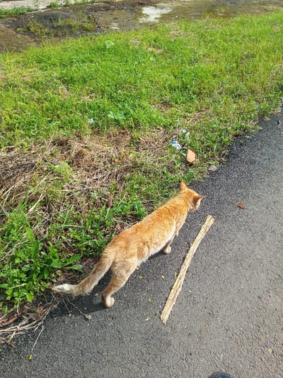 An orange cat walks along a paved asphalt road bordering a patch of green grass and plants. The cat, captured from above, is moving away from the viewer. A long piece of stripped bark or wood lies on the pavement near the cat. The vegetation appears overgrown and unkempt. Patches of standing water and dirt are visible in the background.