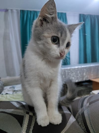 A grey and white kitten is sitting on a patterned surface in a domestic setting. The kitten has large, dark eyes and its ears are perked up. Behind the kitten, there are light-colored curtains and a partially visible wall. The overall lighting suggests an indoor environment. No specific location within Ертіс ауылдық округі, Kazakhstan is discernible from the image.