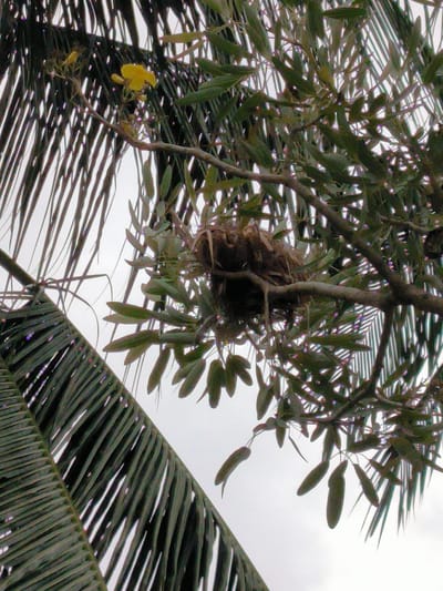 This is a close-up, low-angle shot of a tree with a nest and yellow flowers, set against a light-colored sky. The foreground features the large, dark green fronds of a palm tree, which are diagonally oriented and occupy the left portion of the frame. To the right, branches with green leaves and some hanging seed pods are visible. Among these branches, a bird's nest is nestled, appearing as a dark, woven structure. Two bright yellow flowers are also present on a thin branch, to the left of the nest and slightly above it. The overall impression is one of nature, with the natural elements filling the entire frame. There are no people or buildings in the image, and the sky is overcast. It is not possible to determine the specific location within Teupinreusep, Indonesia, from the image alone.
