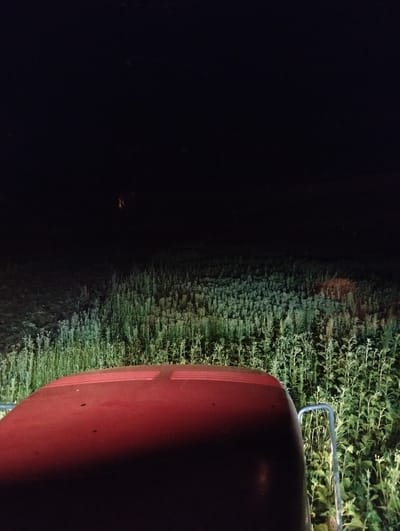 A low-angle, forward-facing perspective shows the front of a red vehicle, likely a tractor, at night in a field of tall green plants, possibly crops or weeds. The vehicle's headlights illuminate a portion of the field ahead, revealing rows of vegetation. The sky is dark and black, with a faint, distant orange glow visible in the upper center of the image. The scene is devoid of any people or other discernible subjects. There is no indication of the city of Titov, Kazakhstan in this image.